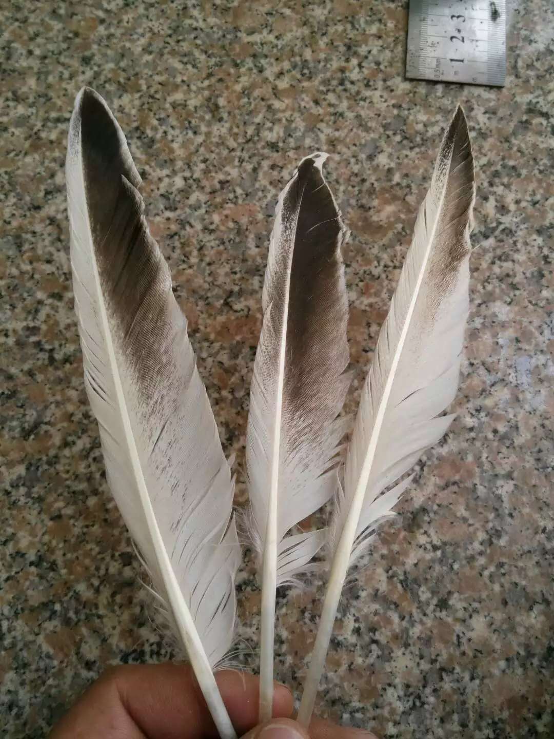 鹅毛，花鸭翅产品图