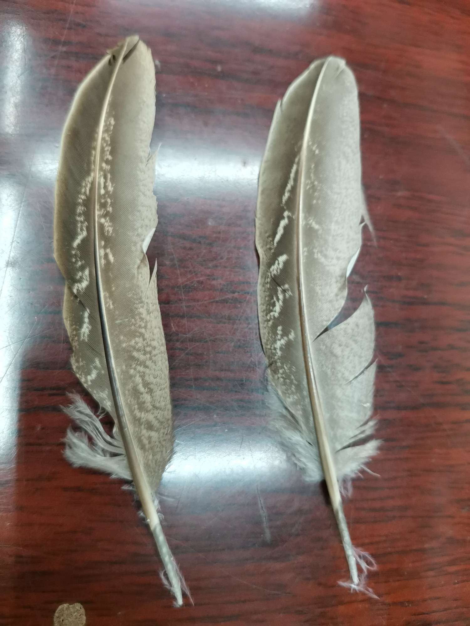 公山鸡呙玲产品图