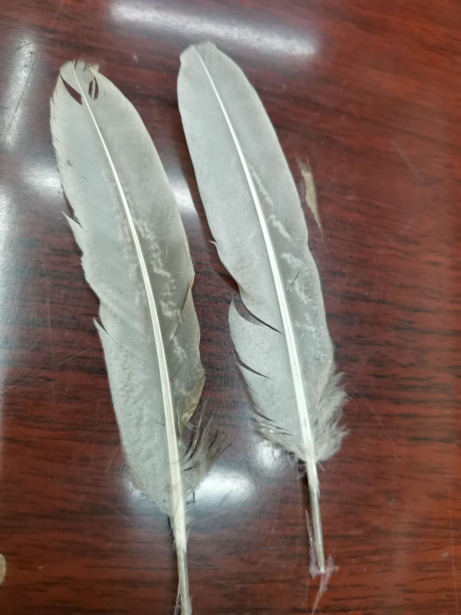 公山鸡呙玲细节图