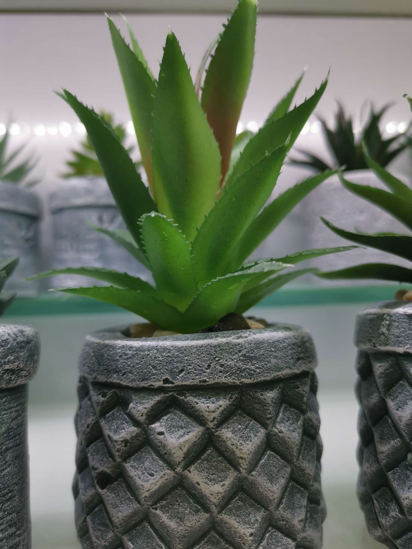Succulent bonsai