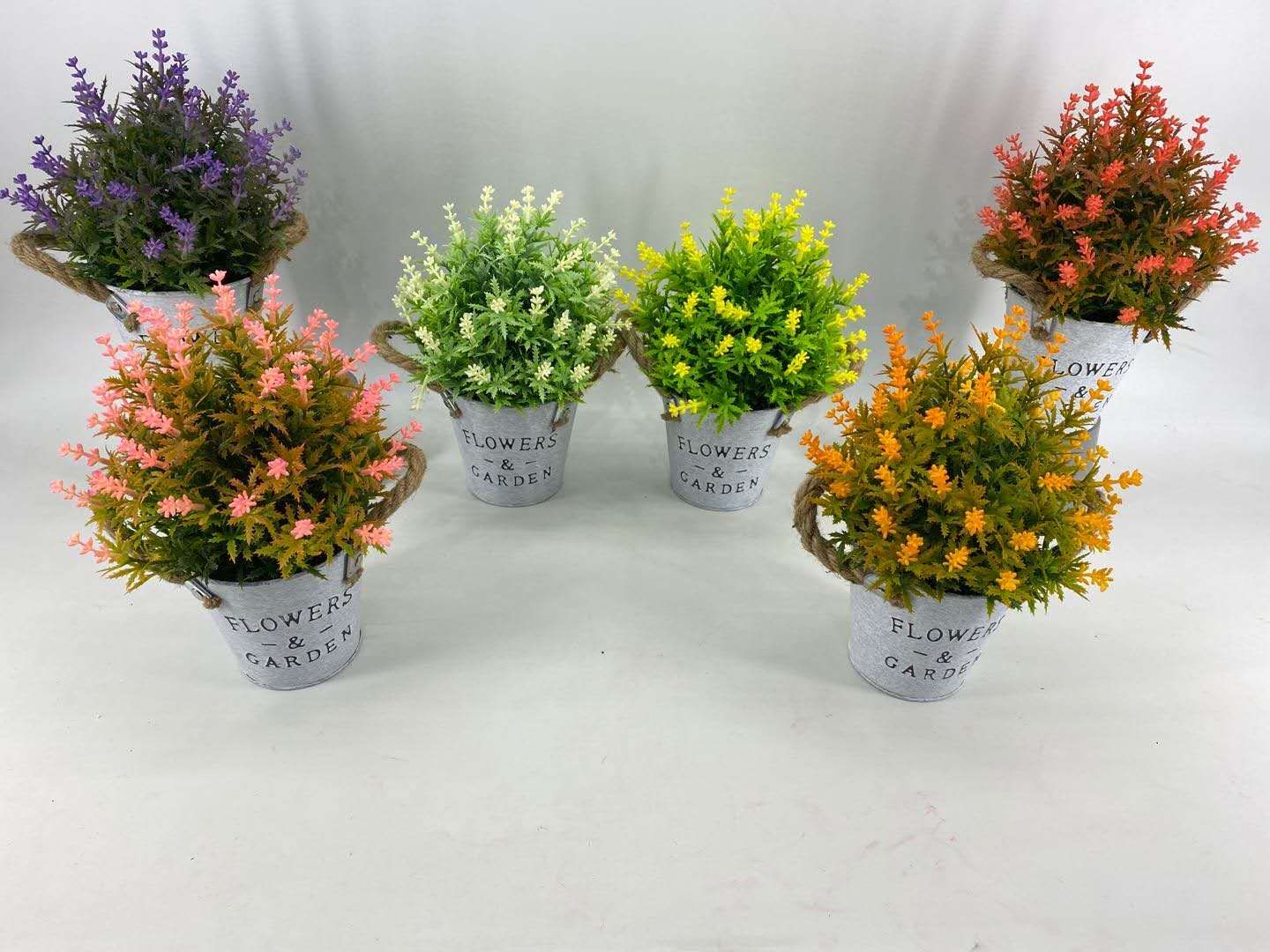 铁桶喷色薰衣草