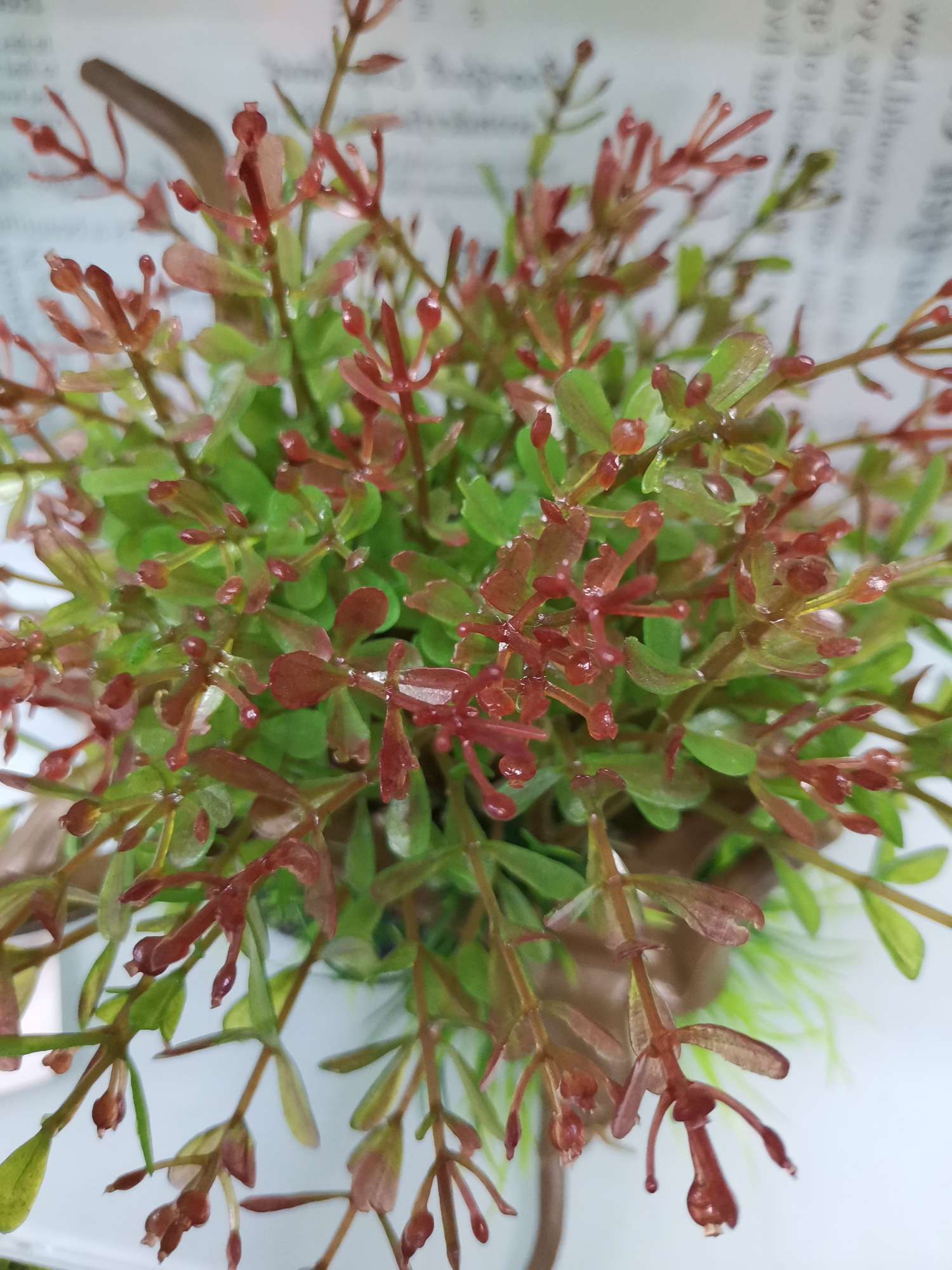 仿真植物/仿真植物细节图