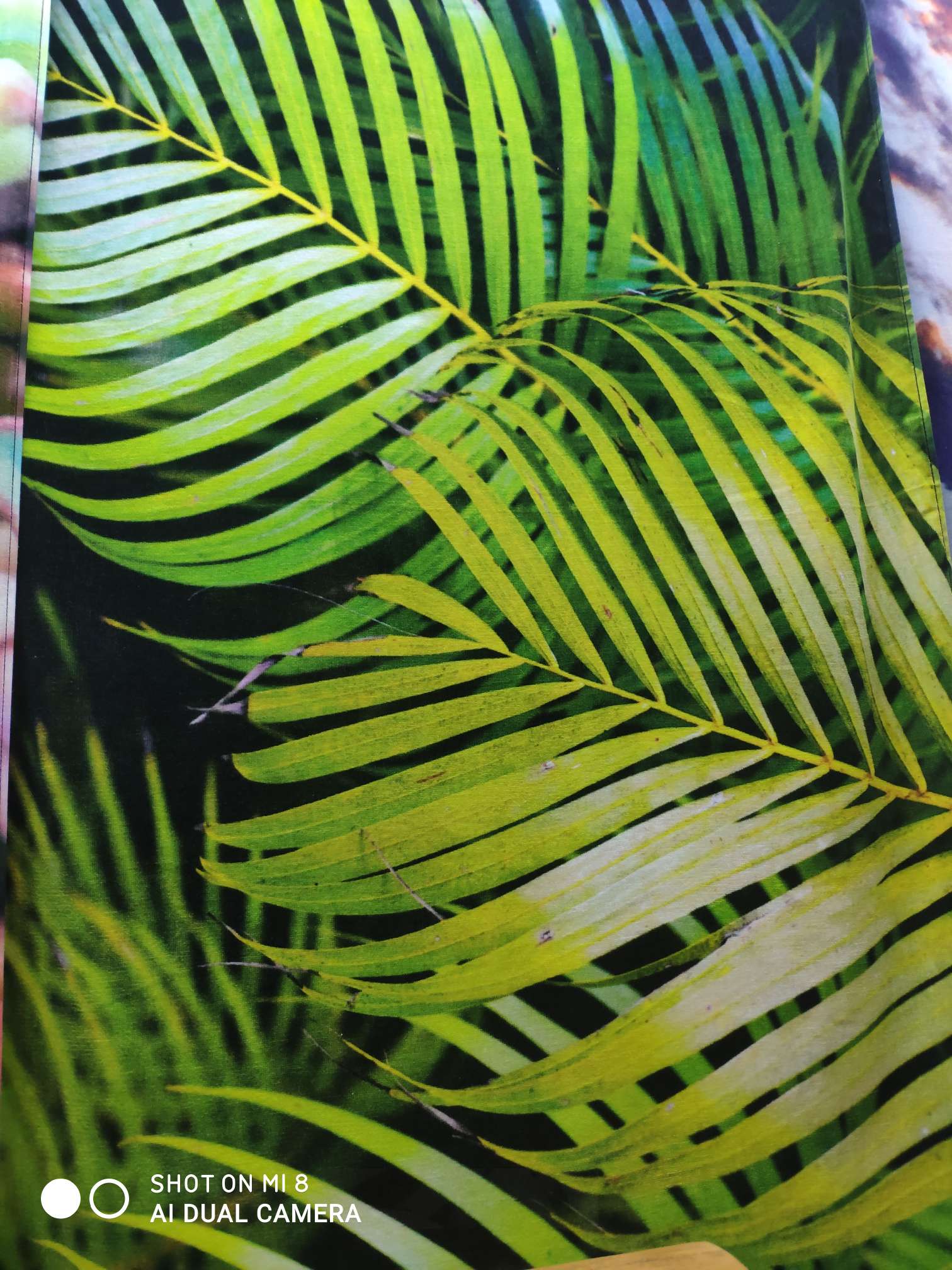 Leaf 🍃