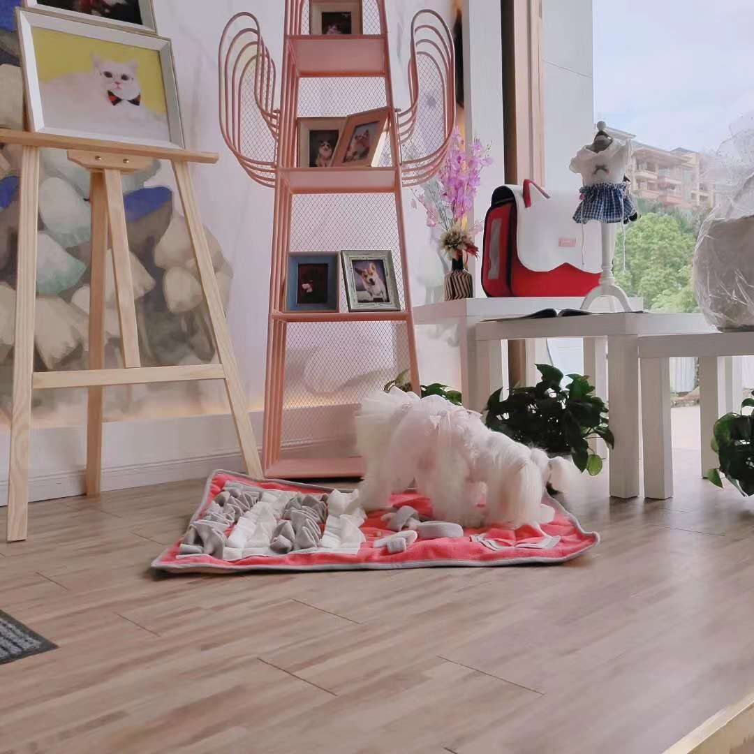 狗狗玩具实物图