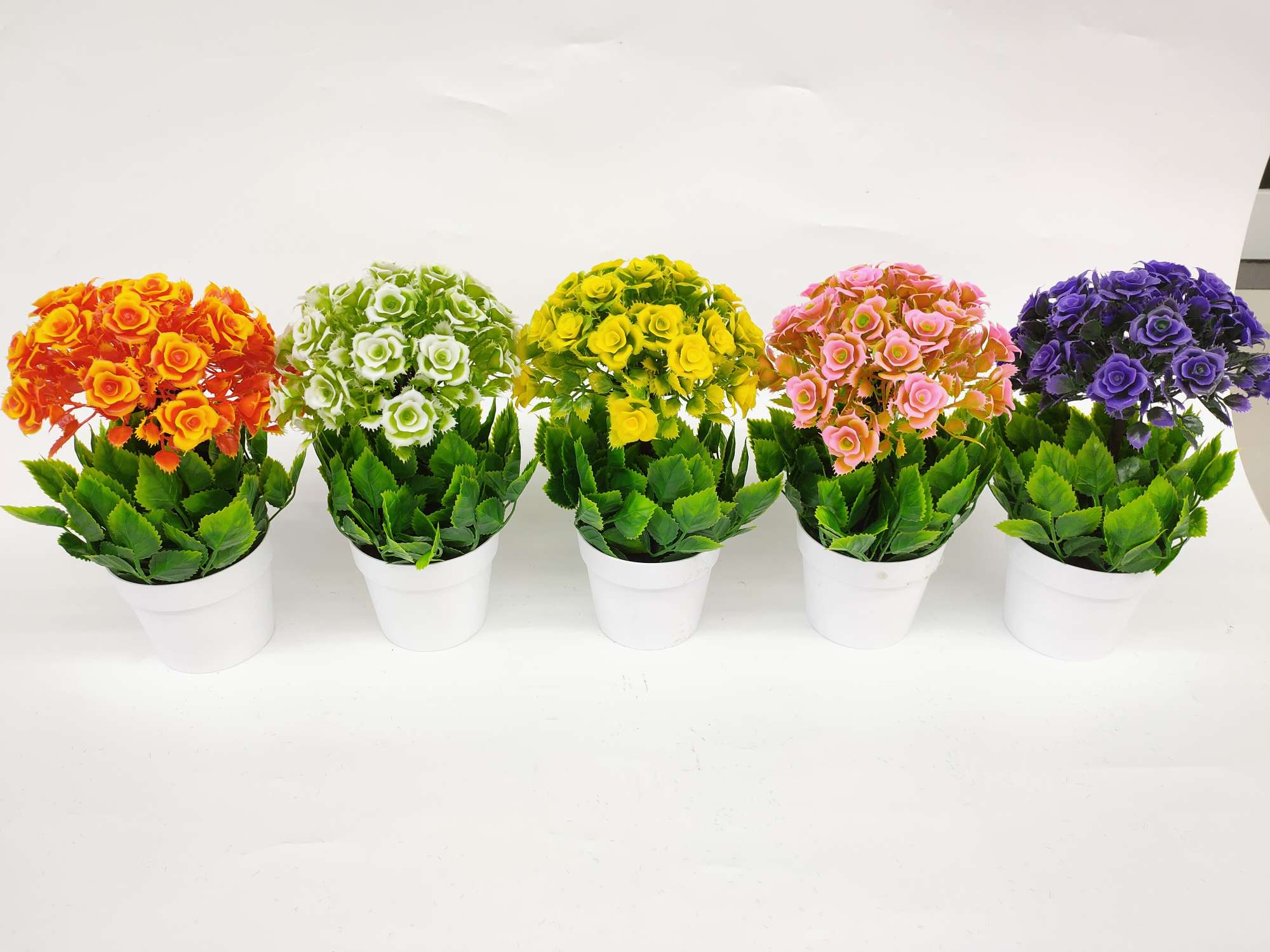 白色盆玫瑰产品图