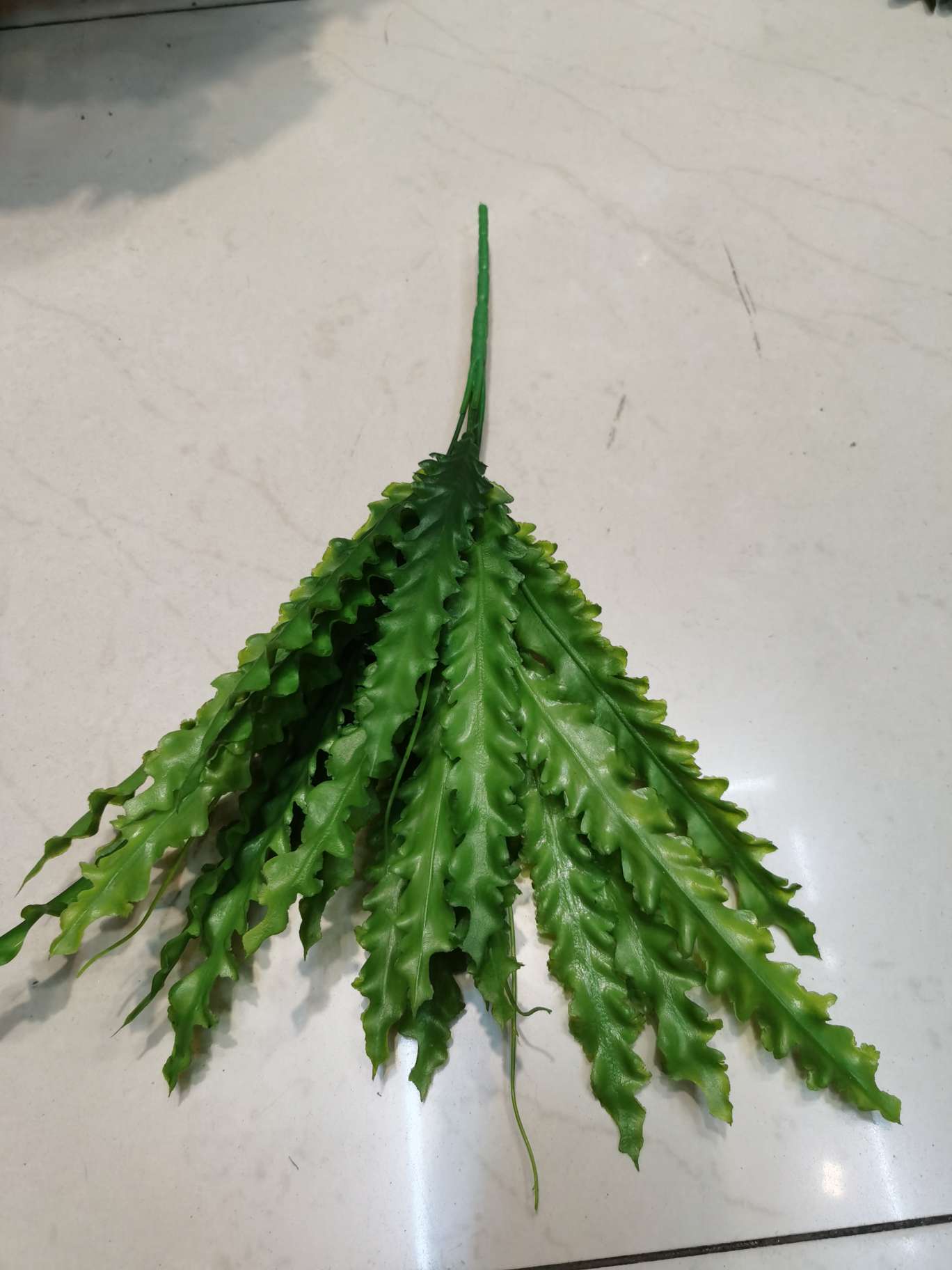 5叉海带草产品图