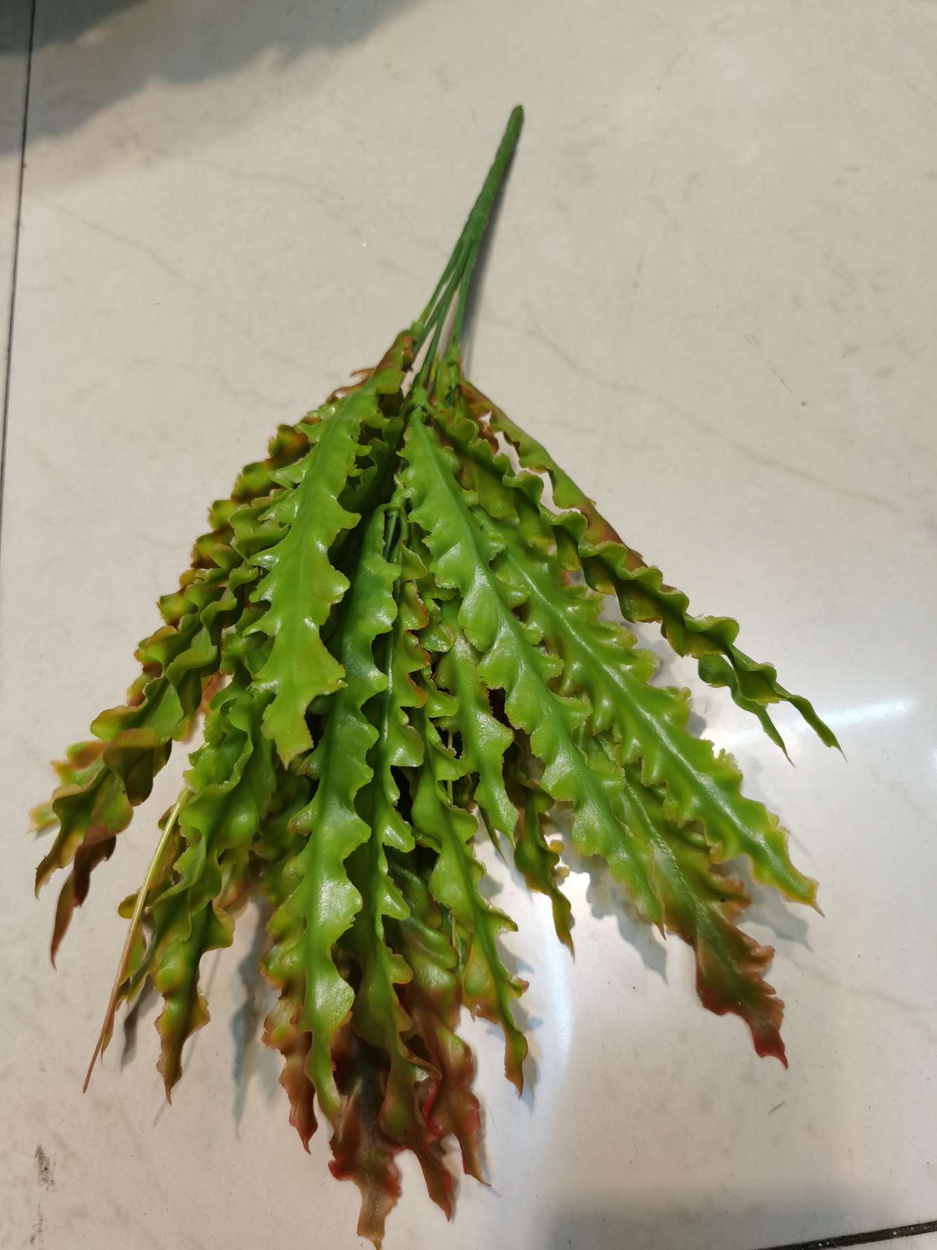 5叉海带草白底实物图