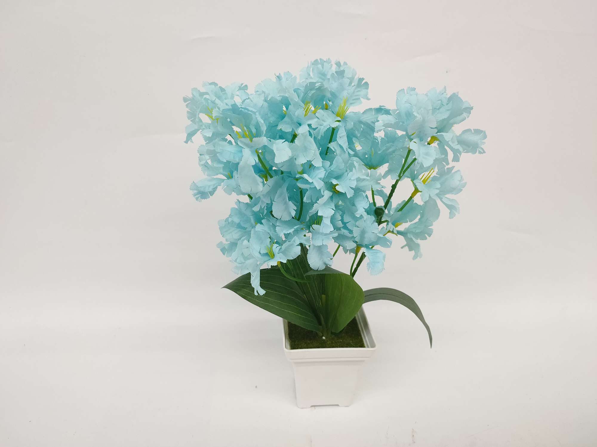 白色盆樱花详情图7