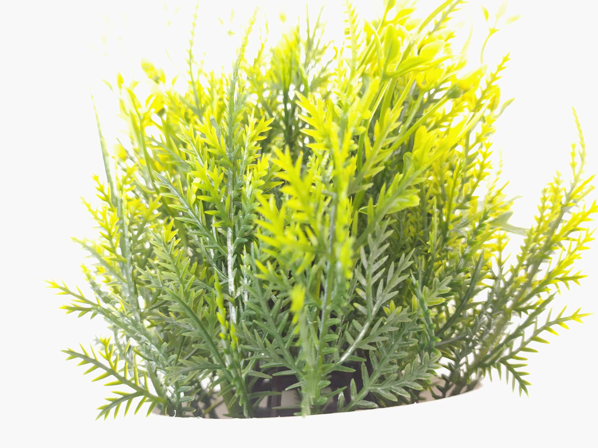 白色盆绿植叶子详情图9