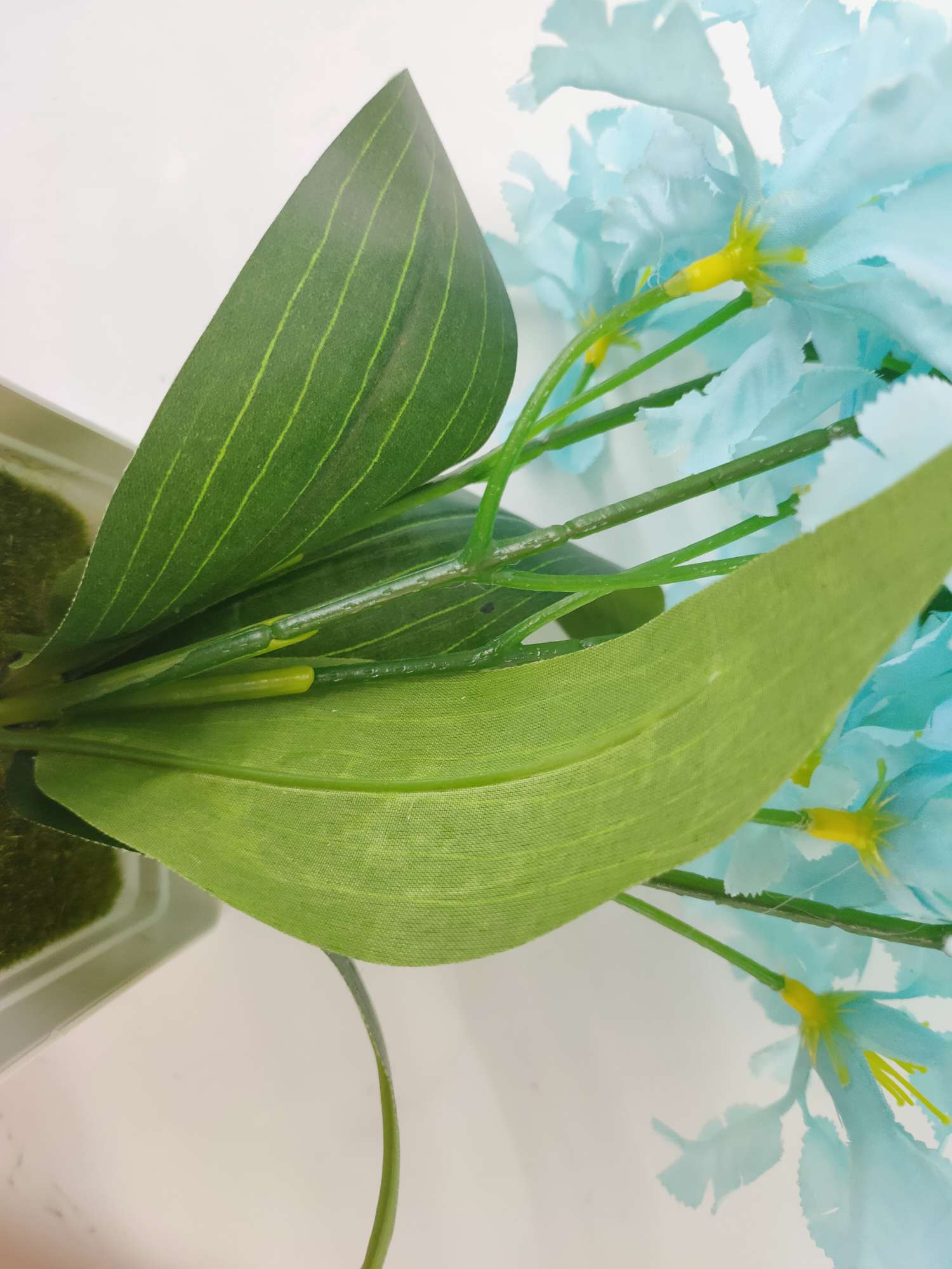 白色盆樱花白底实物图