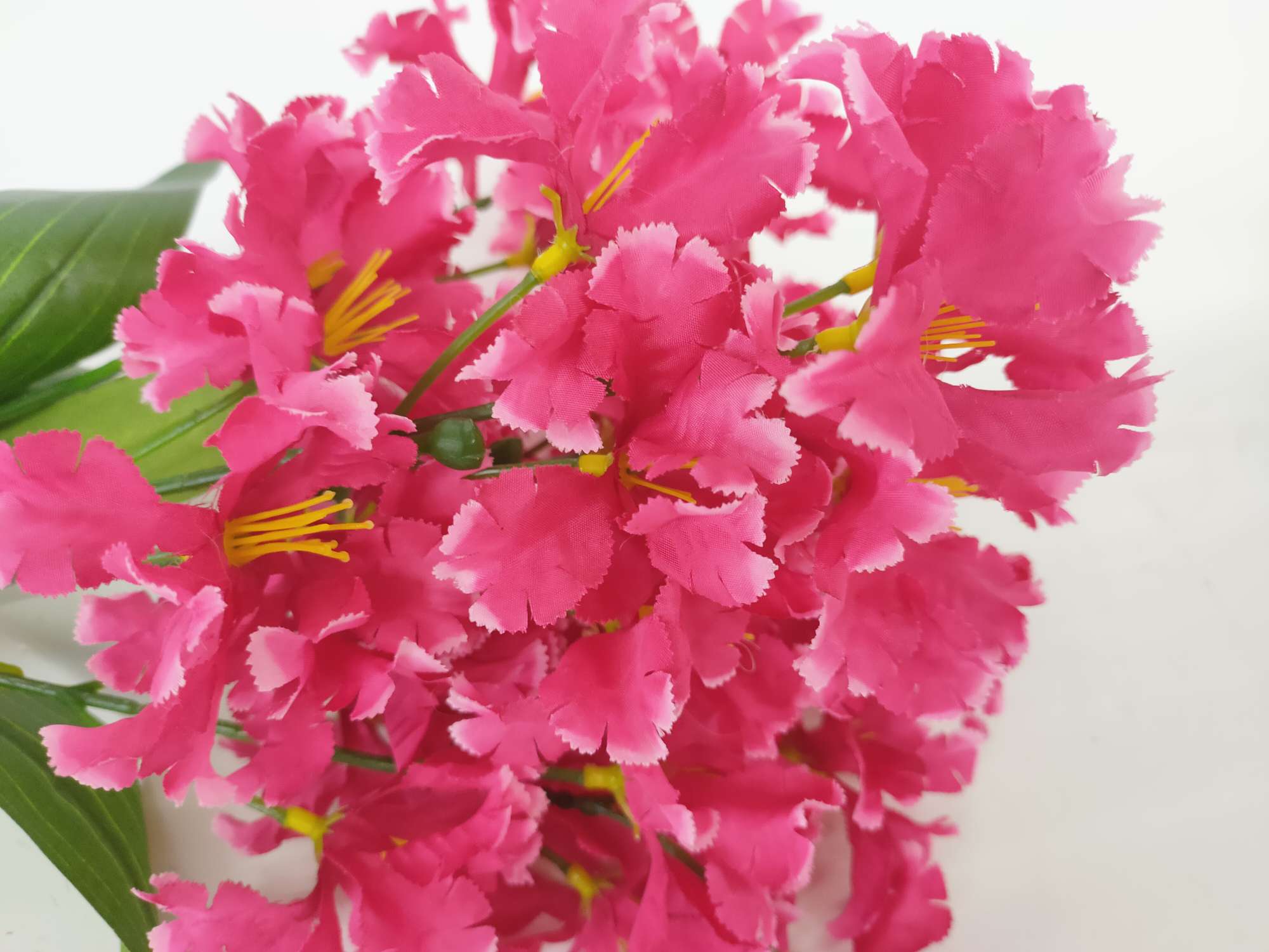 白色盆樱花详情图9