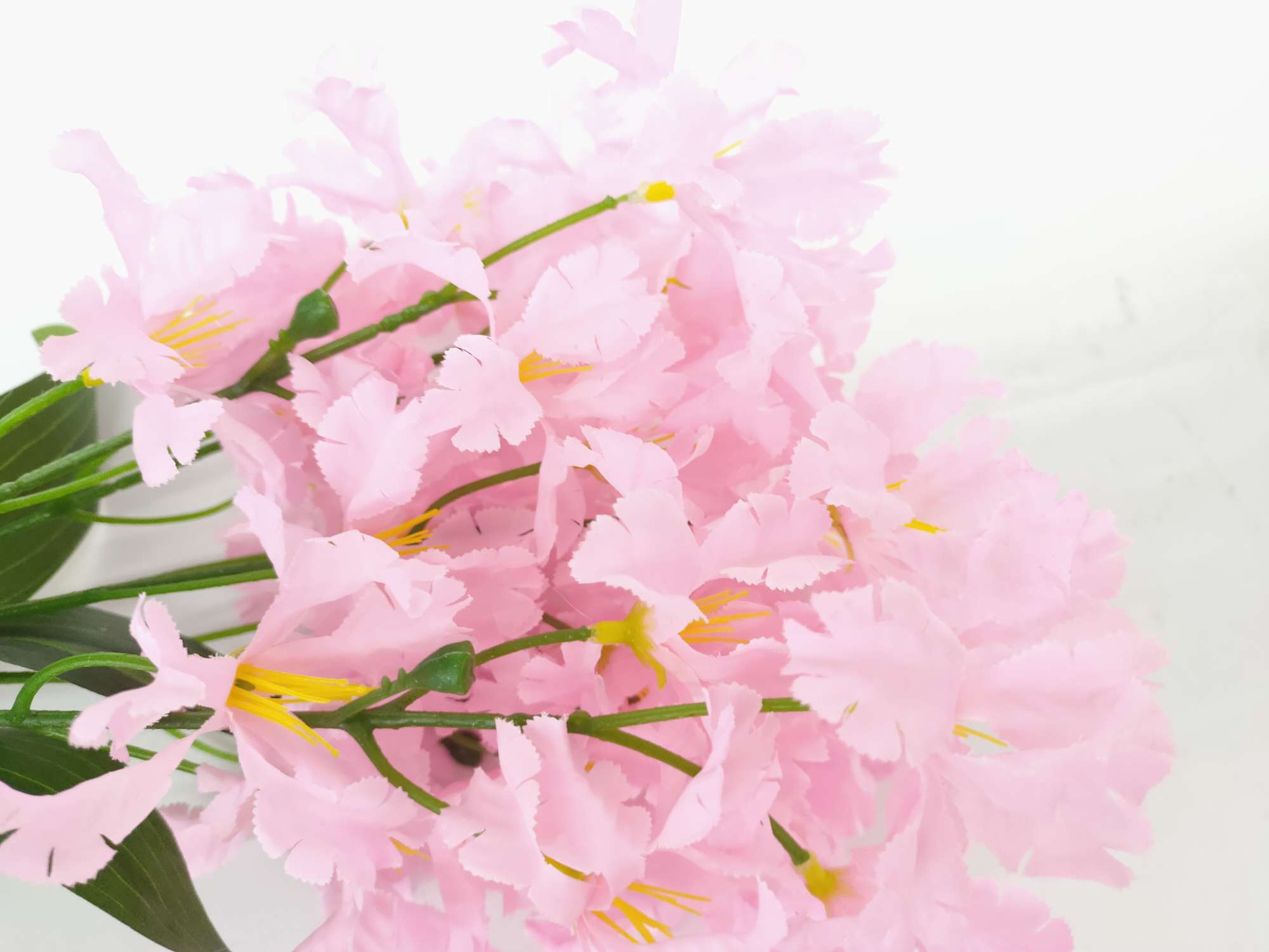 白色盆樱花详情图6