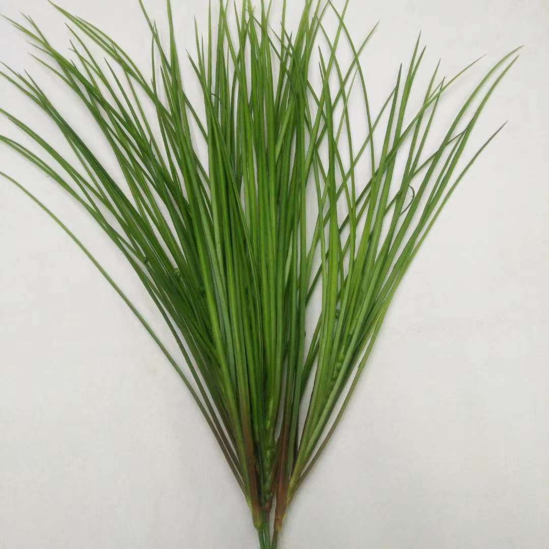 Aquatic plant