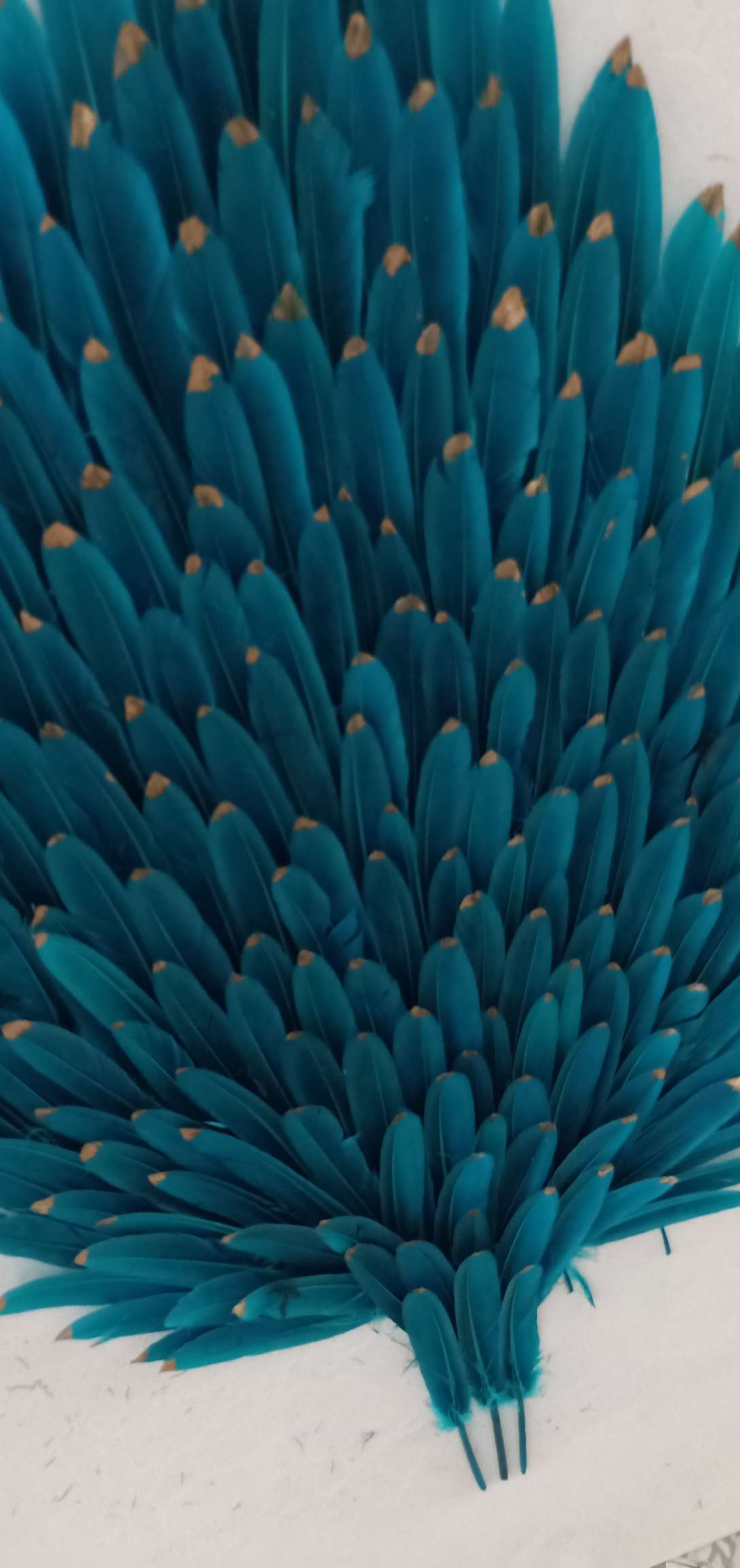 Feather Picture Specification drawing