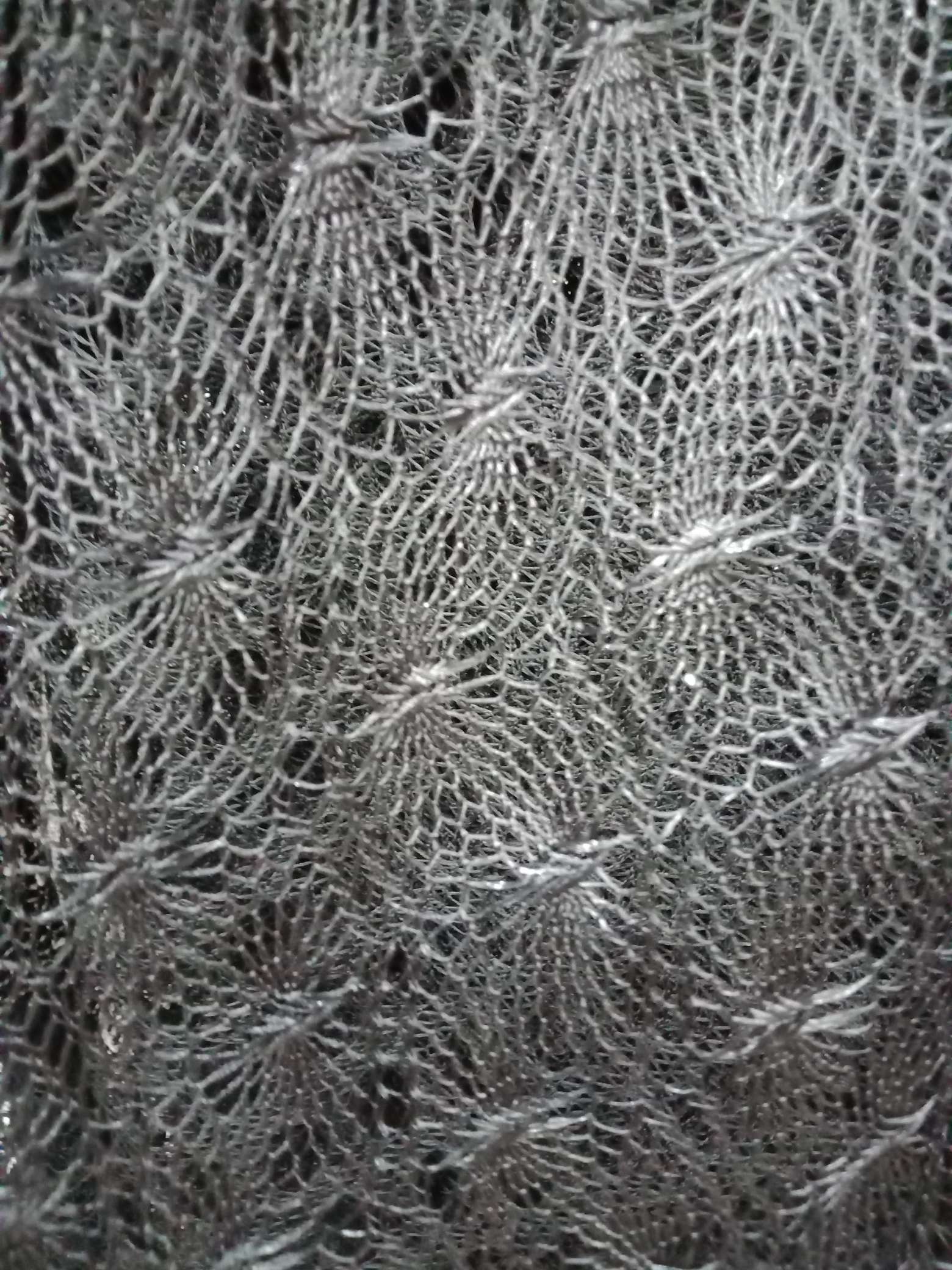 有光丝蝴蝶花，黑色