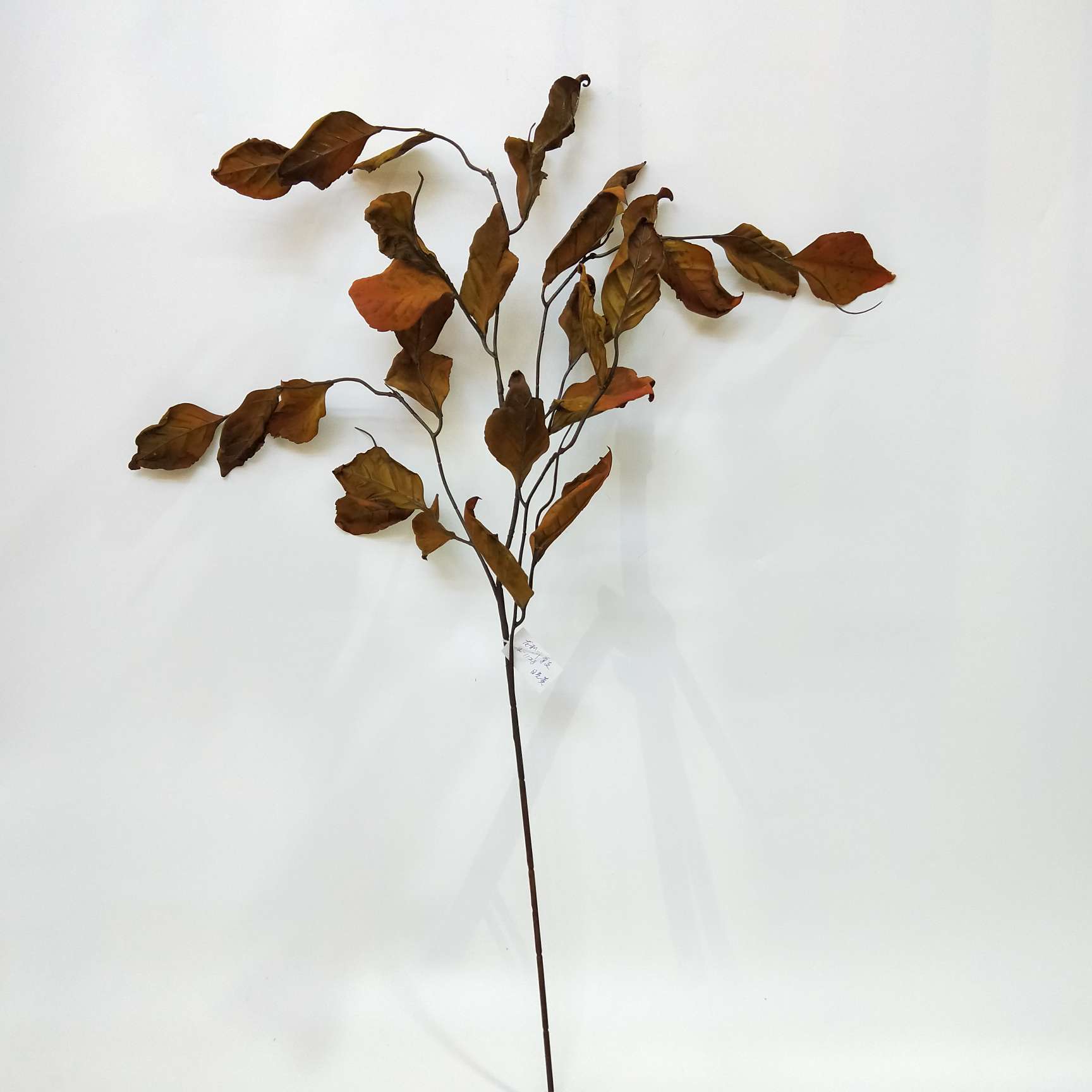 厂家直销龙利叶插枝造景工程装饰均可使用日光黄