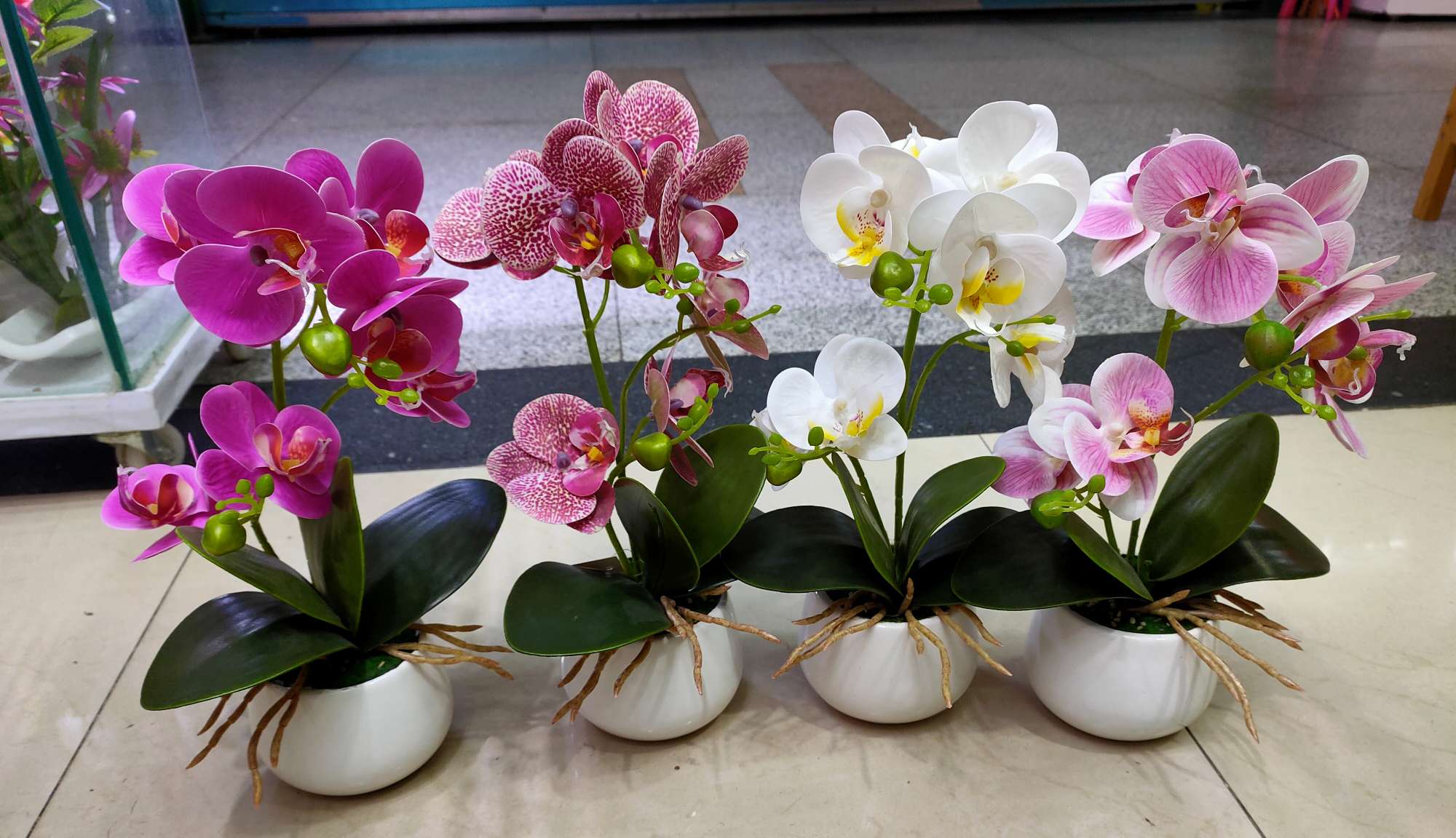 Phalaenopsis Plant