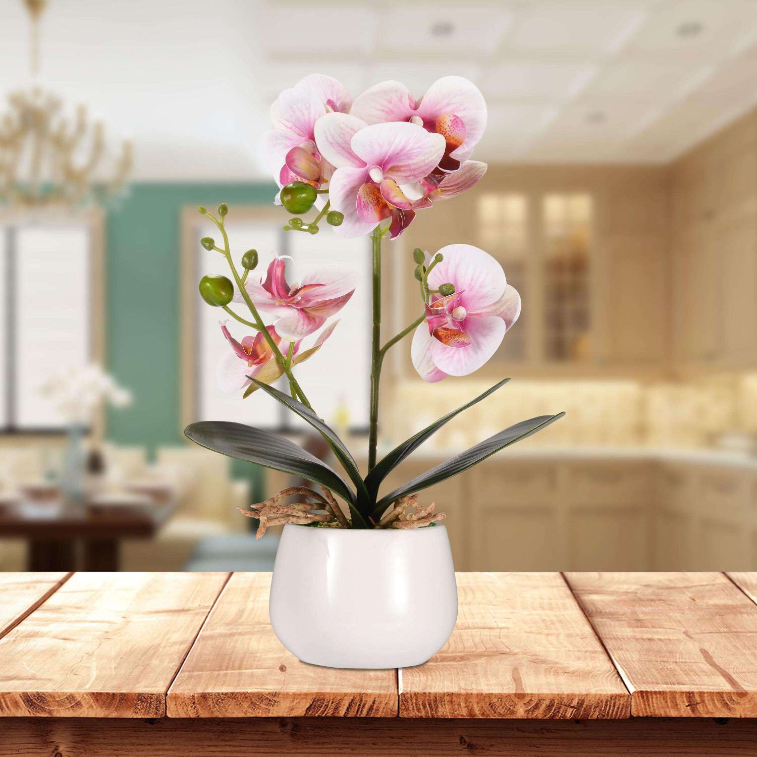 Phalaenopsis Bonsai