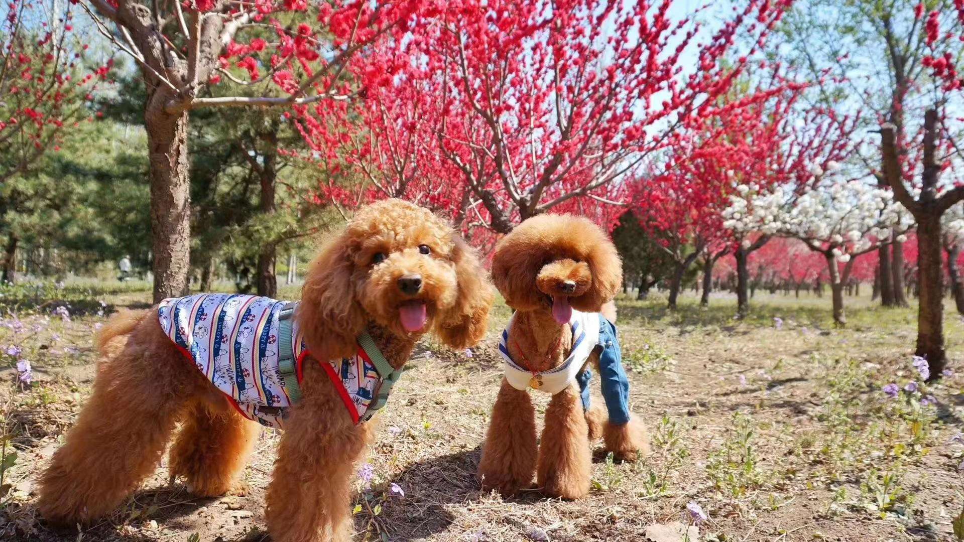 背心款式，🐱🐶都可以穿，夏天必备！穿上凉快！美观大方！轻松愉快！有大小型号，适合不同大小的宠物宝宝们穿戴！详情图10