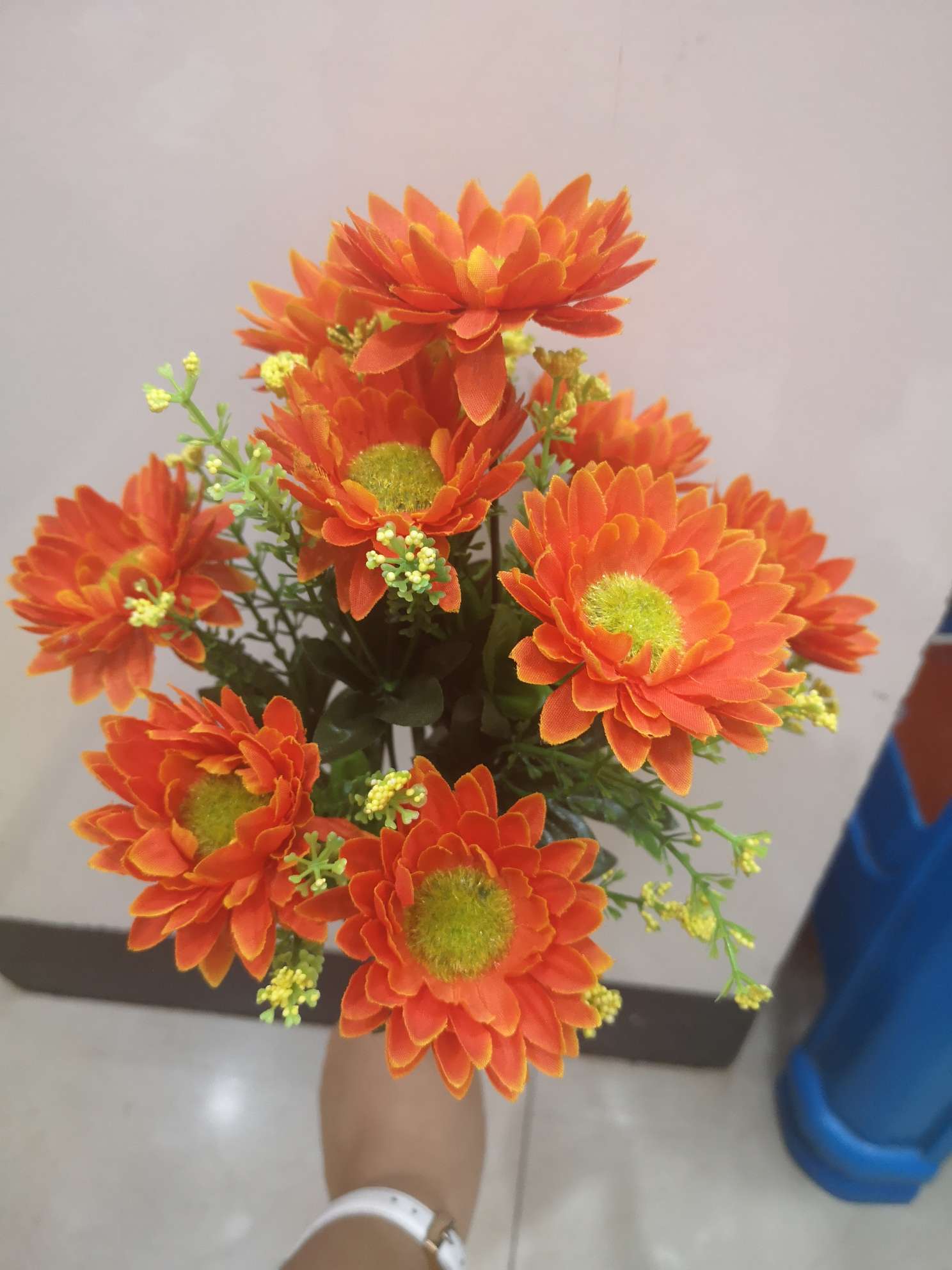 East Asia chrysanthemum