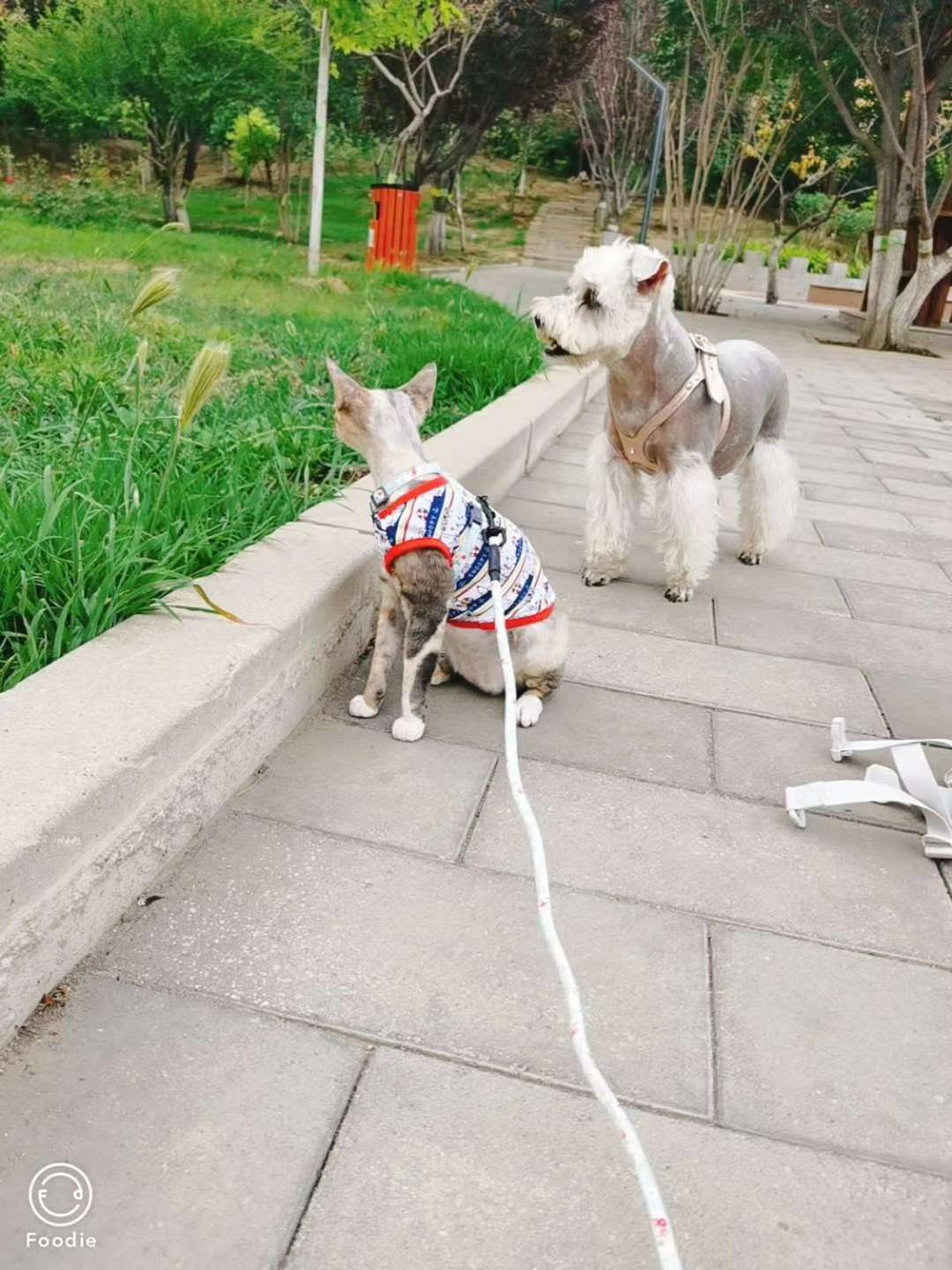 背心款式，🐱🐶都可以穿，夏天必备！穿上凉快！美观大方！轻松愉快！有大小型号，适合不同大小的宠物宝宝们穿戴！详情图6