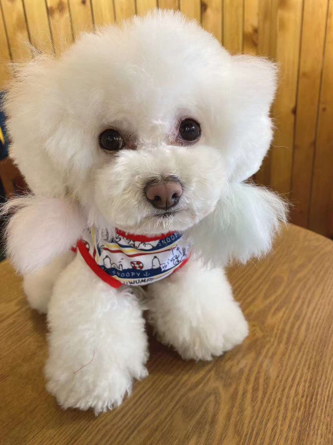 宠物宝宝美衣/宠物用品背心/宠物花花背心细节图