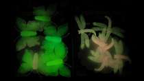 Glow-in-the-dark butterfly Dragonfly