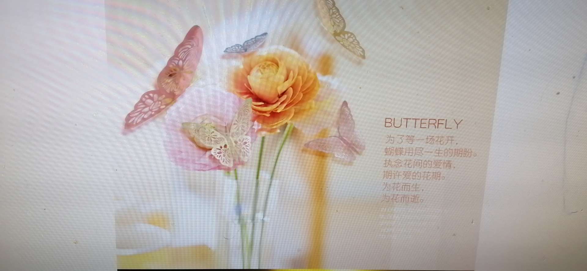 装饰蝴蝶细节图