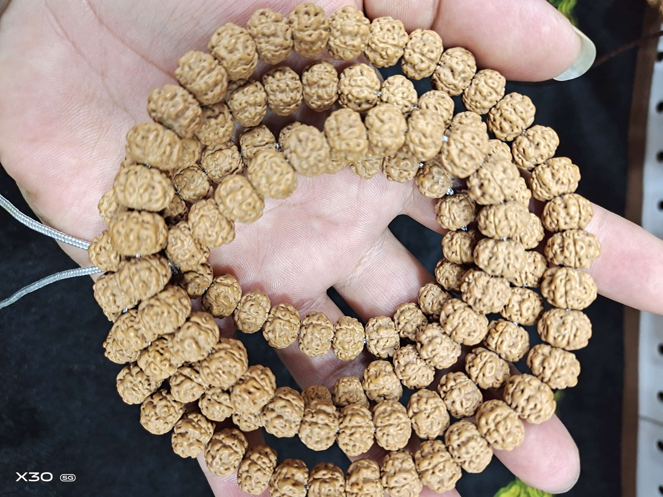 小金刚菩提