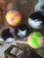 羽毛毛球～鸵鸟毛球…多色球产品图