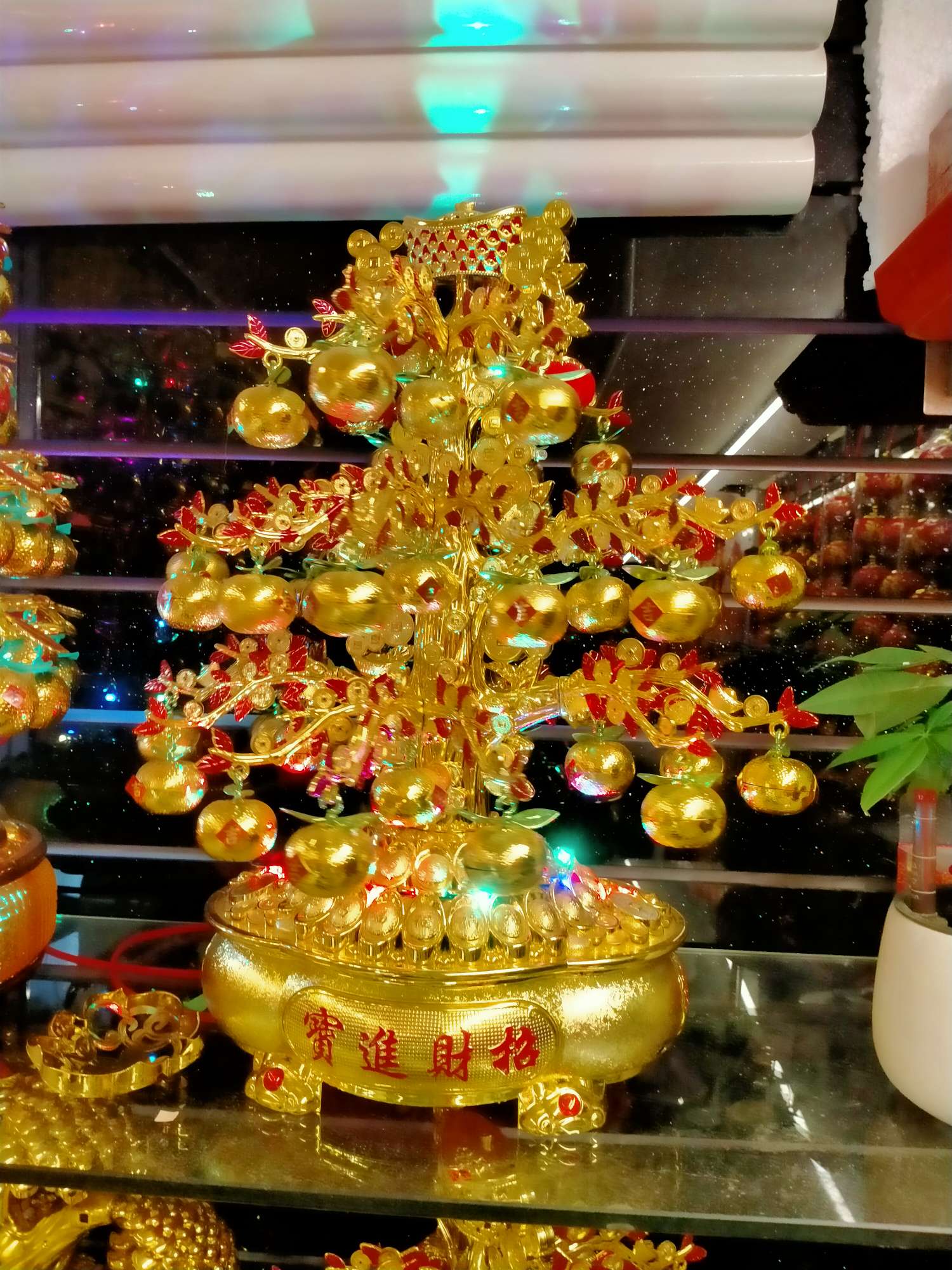 Pachira Pachira