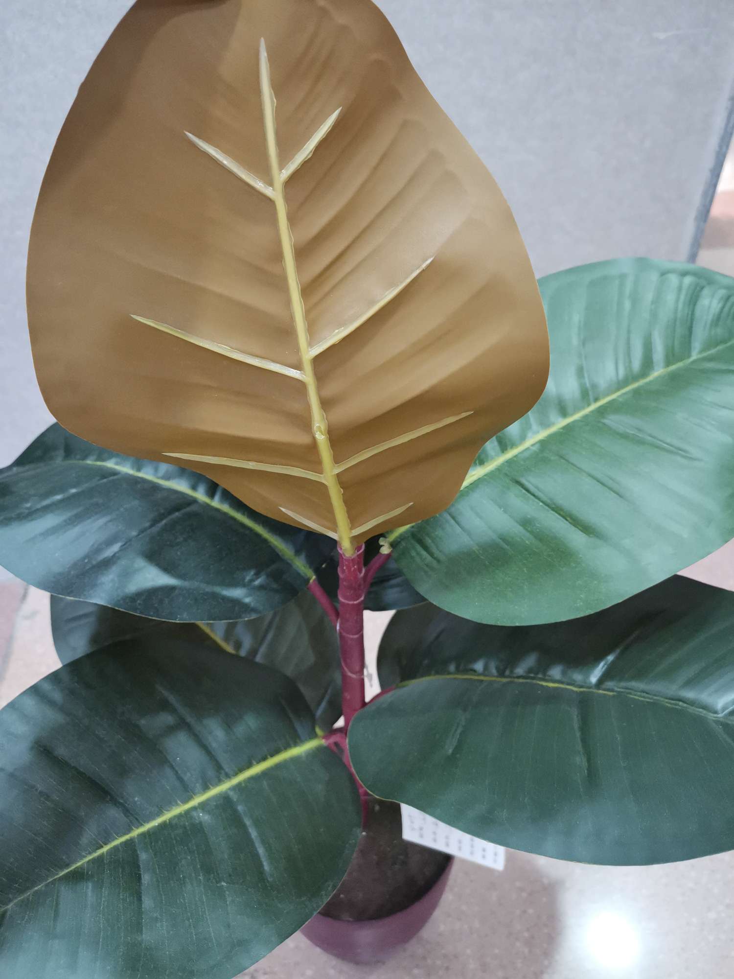 50Cn Single Rubber Tree Red Heart Specification drawing