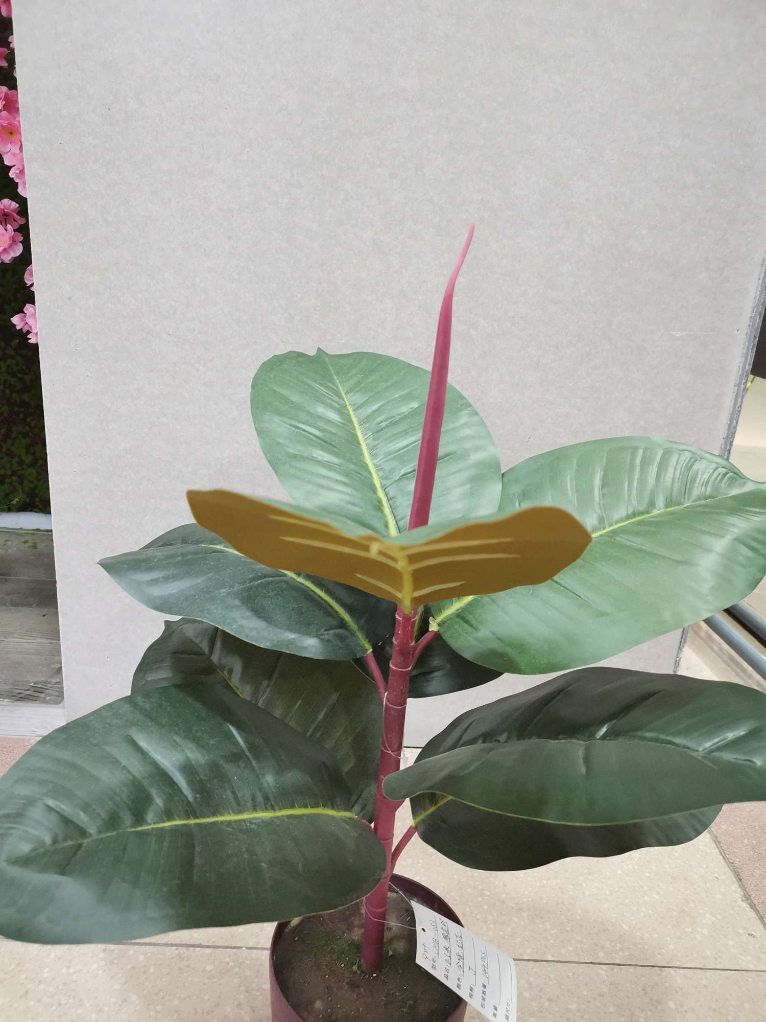 50Cn Single Rubber Tree Red Heart details Picture