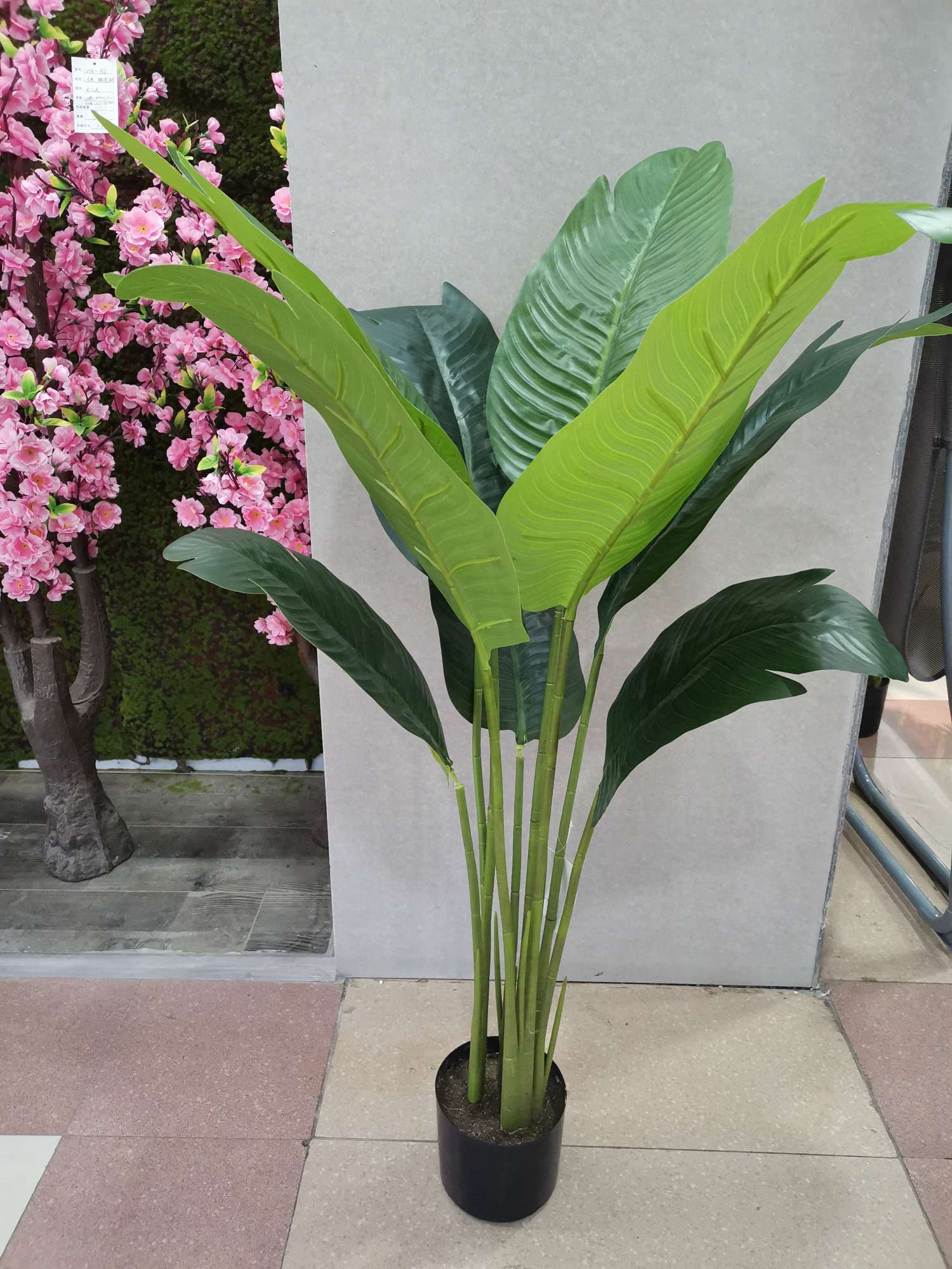 1.1 M Gummed Traveller Banana details Picture