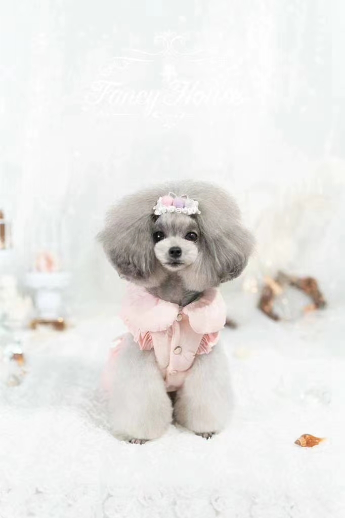 宠物闪光棉服/宠物高级棉服/宠物用品衣服细节图