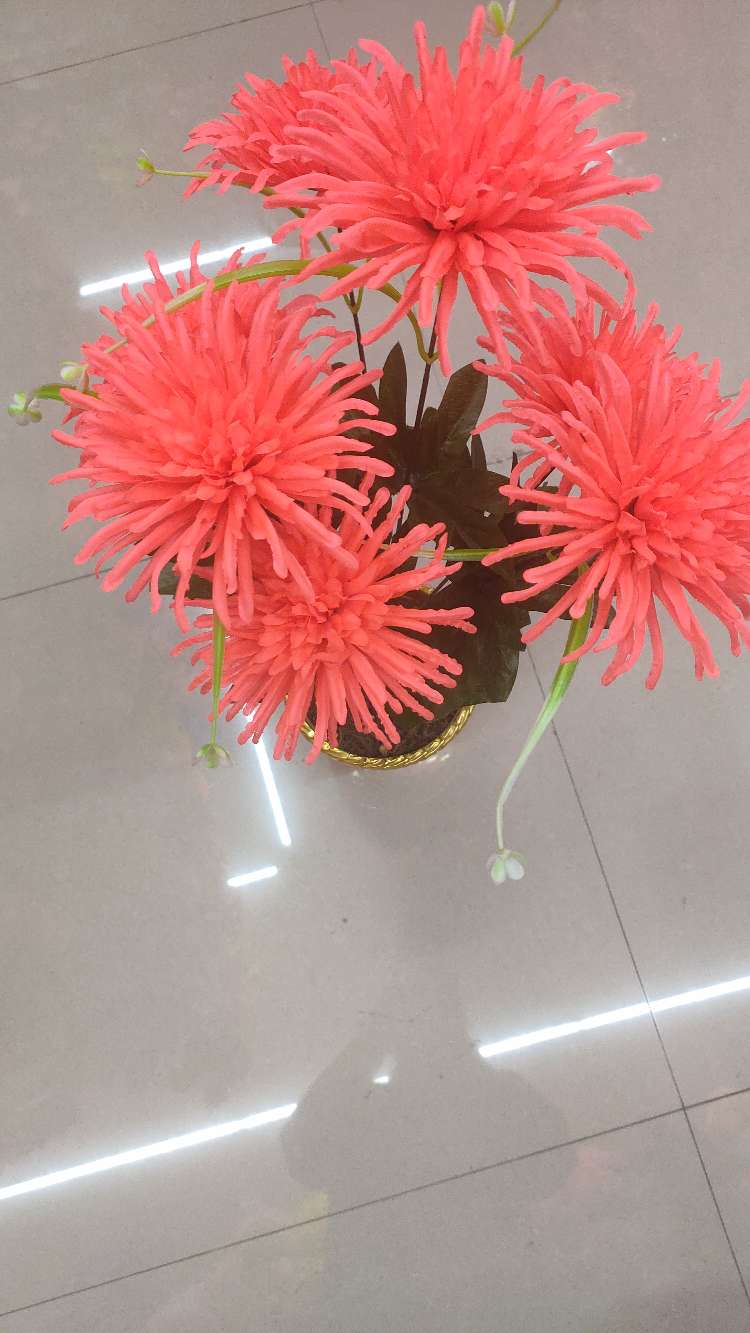 Seven imperial concubine chrysanthemums