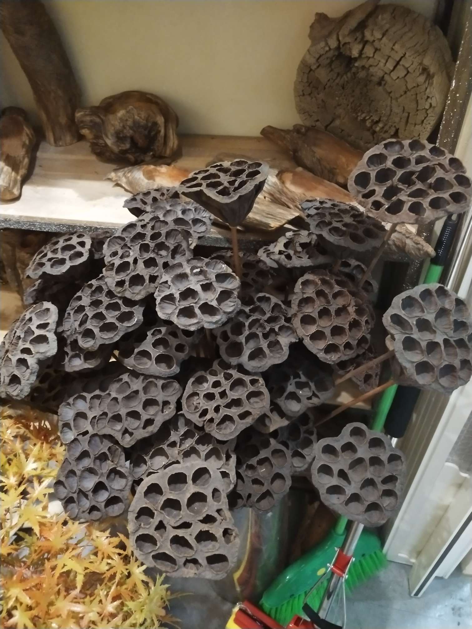厂家直销  莲子（单只）