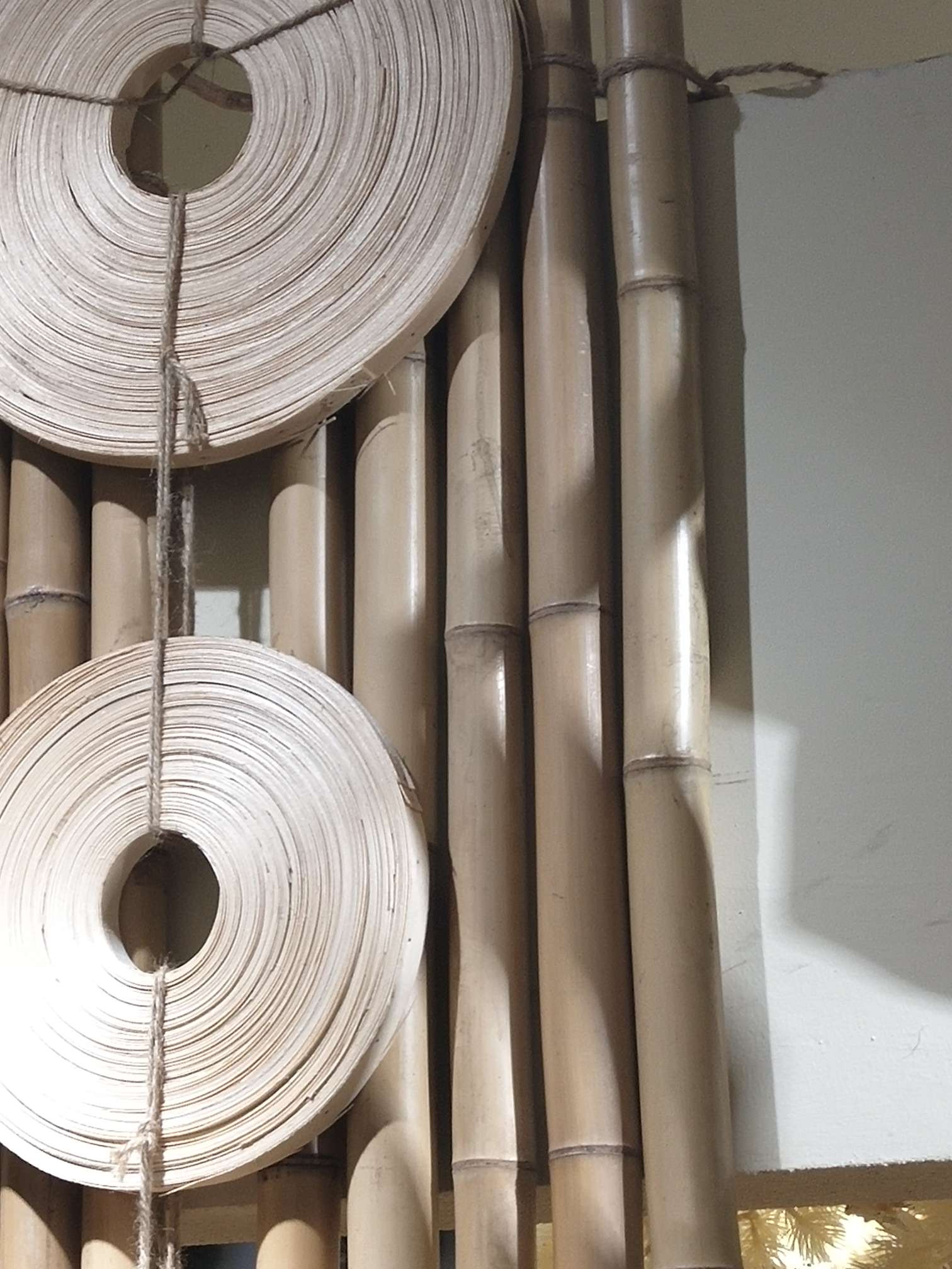 厂家直销   竹子（根）