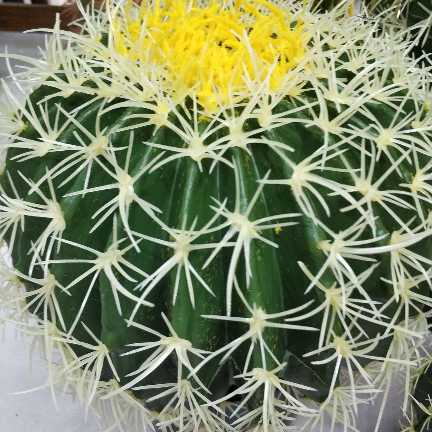 仿真仙人球白底实物图
