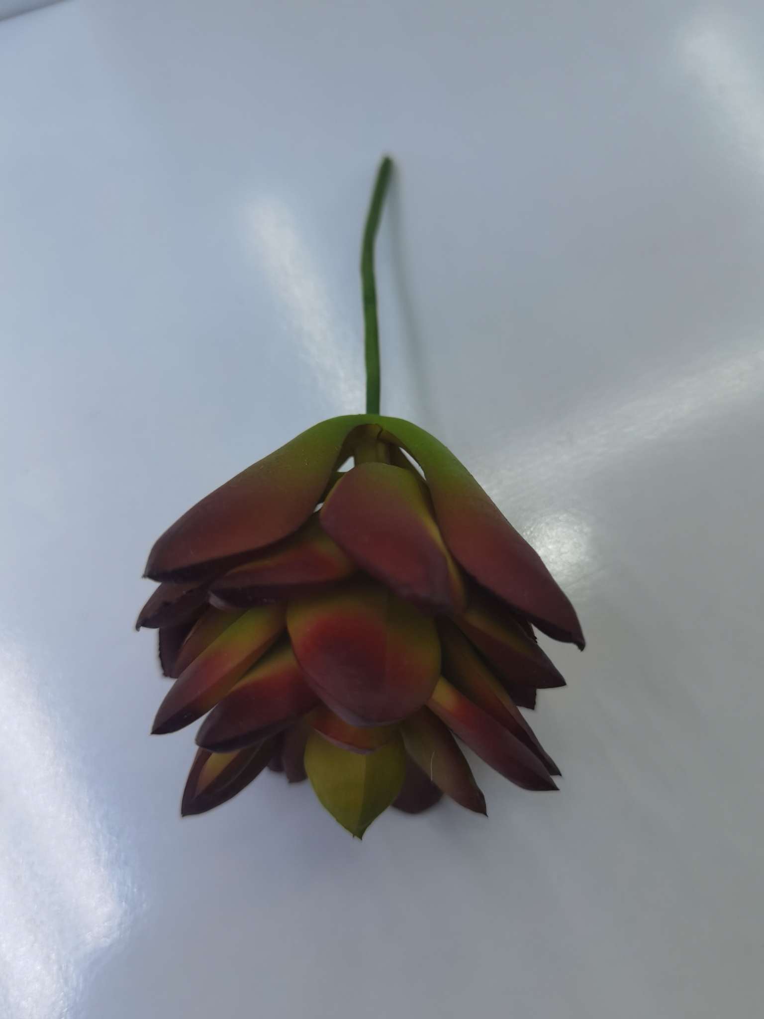 Simulated succulents Specification image