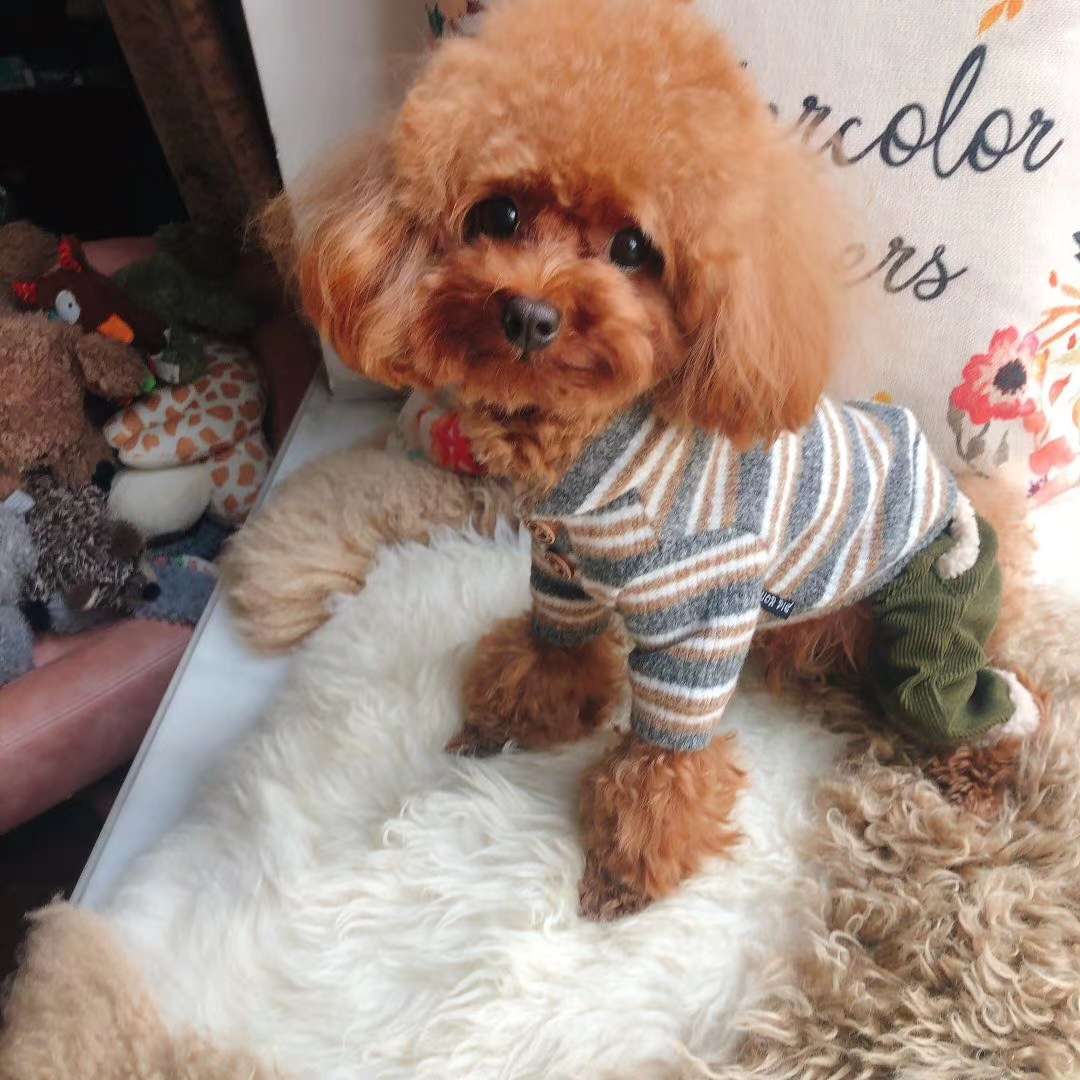 Fresh out of the buyers show, autumn pet baby clothes hurry to place an order!