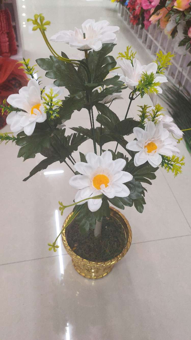عشرة رؤوس من البابونج details Picture