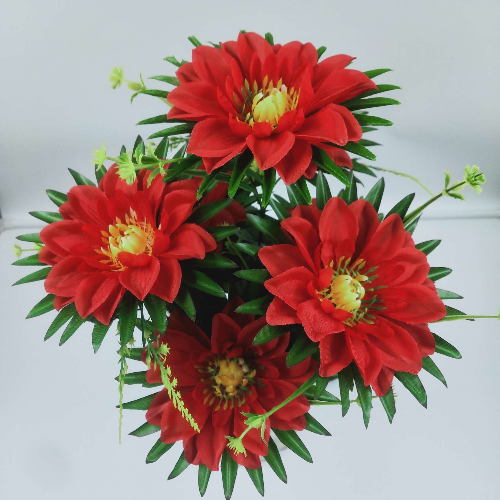 义乌市锦云丝花厂7头新芍药