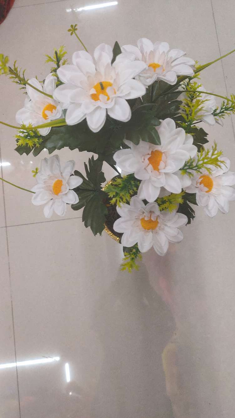 10头小白菊