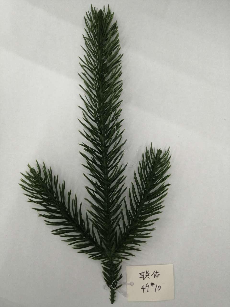 圣诞PE三叉松针松枝图