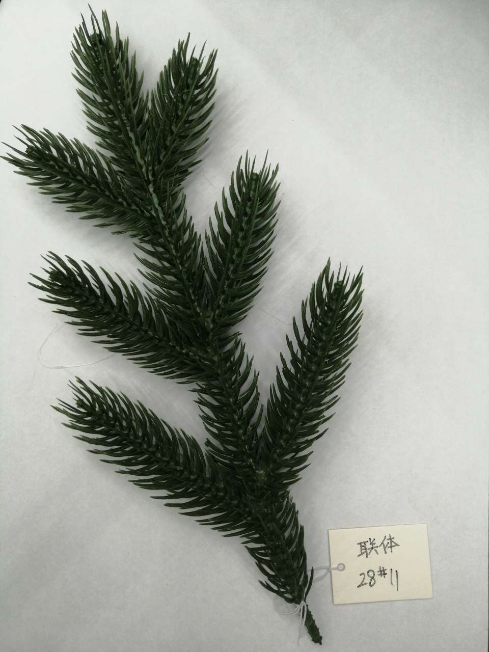 圣诞PE大七叉松针松枝图