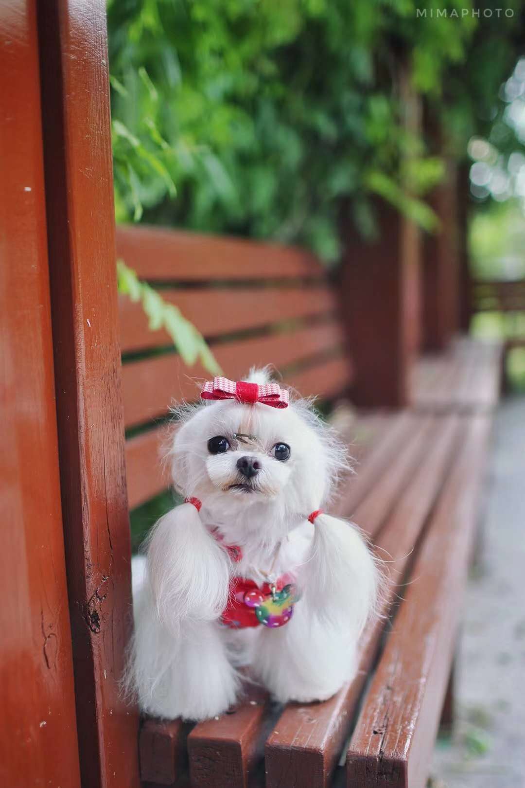 项圈来一波，每款都有独特设计，宠物宝宝们带上都是别有一番美美的！详情图9