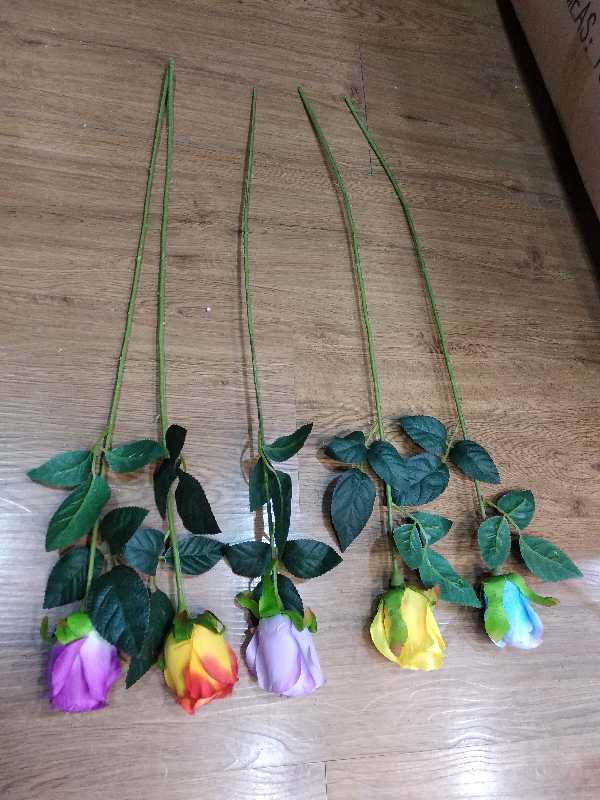 A single spring rose