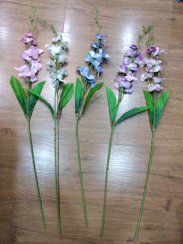 A single Phalaenopsis