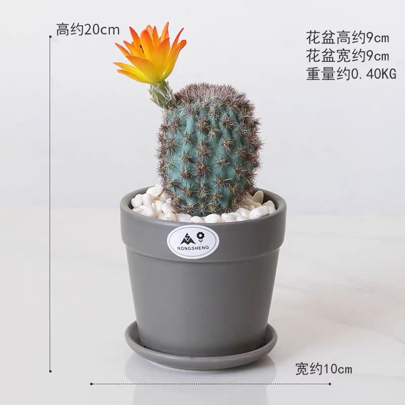 Ceramic simulation succulent plant potted bonsai Application Scenario